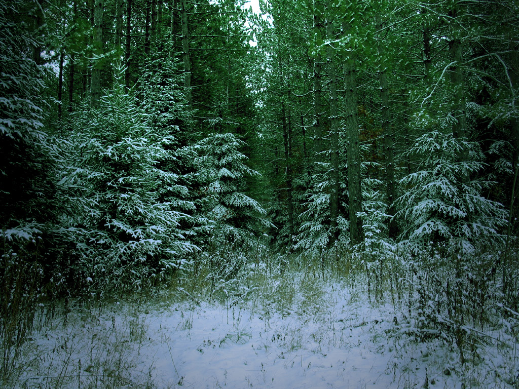 Fonds d'cran Nature Arbres - Forts Sentier Enneig