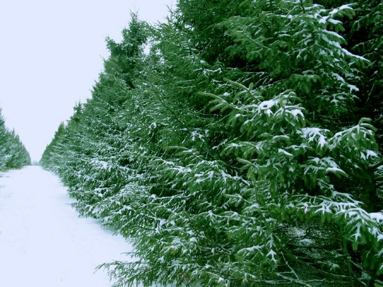 Fonds d'cran Nature Arbres - Forts Rang de Sapins Enneigs