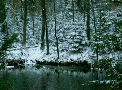 Fonds d'cran Nature Sapins sur la Rivire