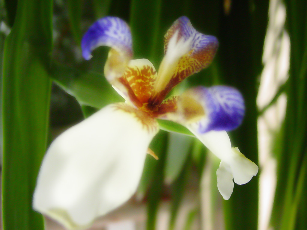 Fonds d'cran Nature Fleurs 