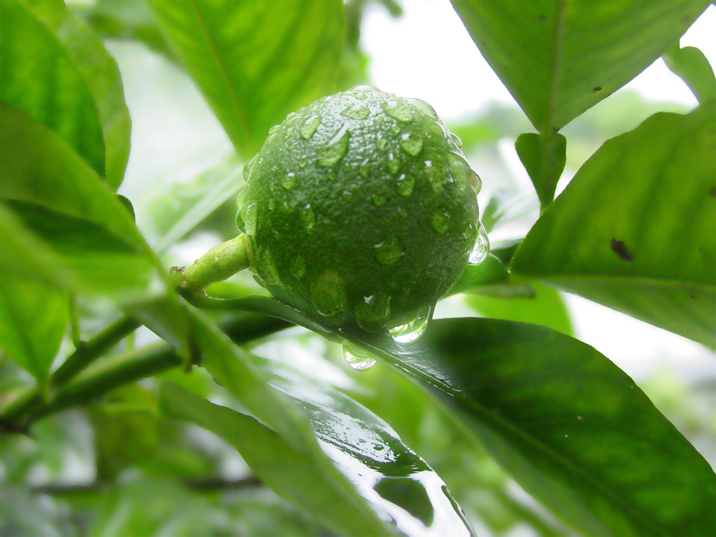 Fonds d'cran Nature Fruits 