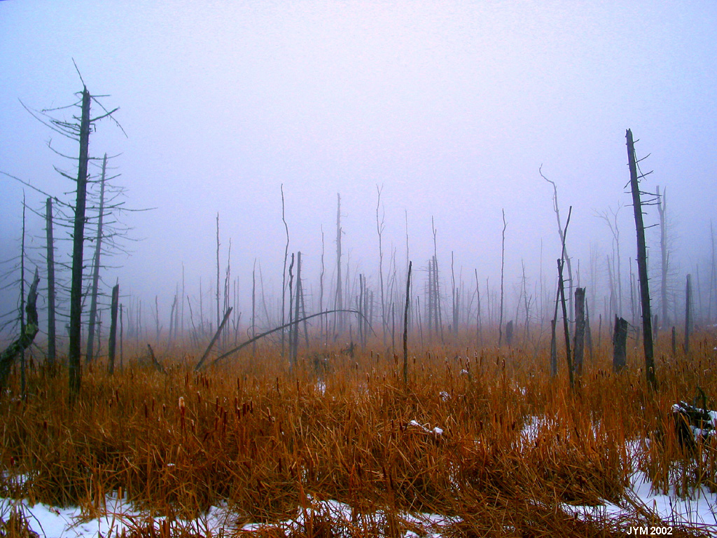 Wallpapers Nature Trees - Forests Matin de Brouillard