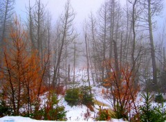 Fonds d'cran Nature Entre Automne et Hiver