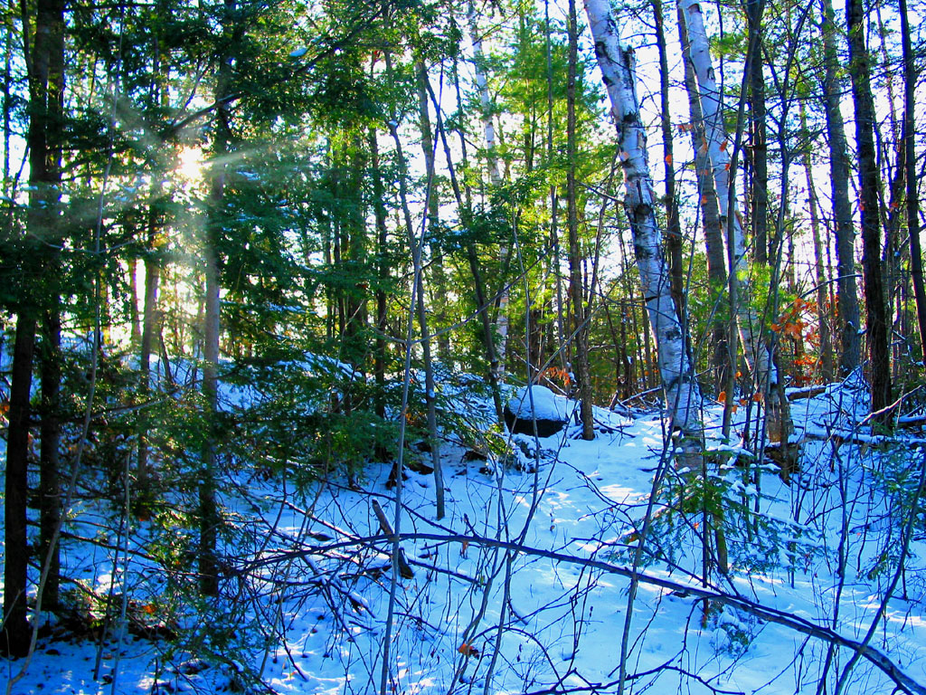 Wallpapers Nature Trees - Forests Sous-bois sur Neige