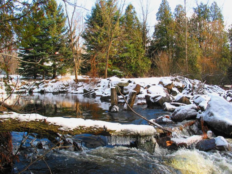 Fonds d'cran Nature Fleuves - Rivires - Torrents Arbre aux Glaons