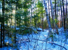 Wallpapers Nature Sous-bois sur Neige