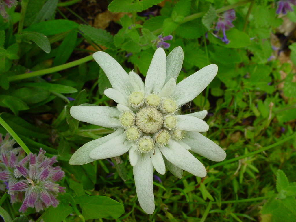 Fonds d'cran Nature Fleurs Edelweys