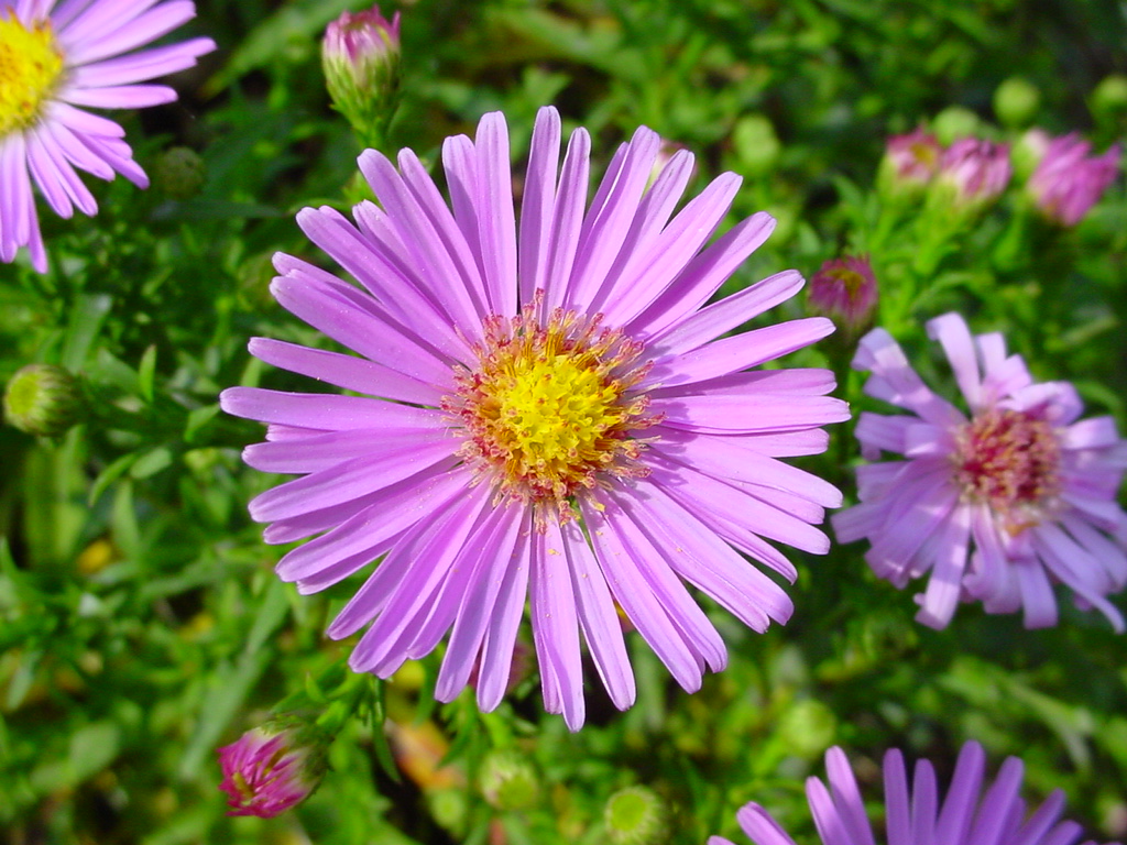 Fonds d'cran Nature Fleurs Fleurs de mon jardin...