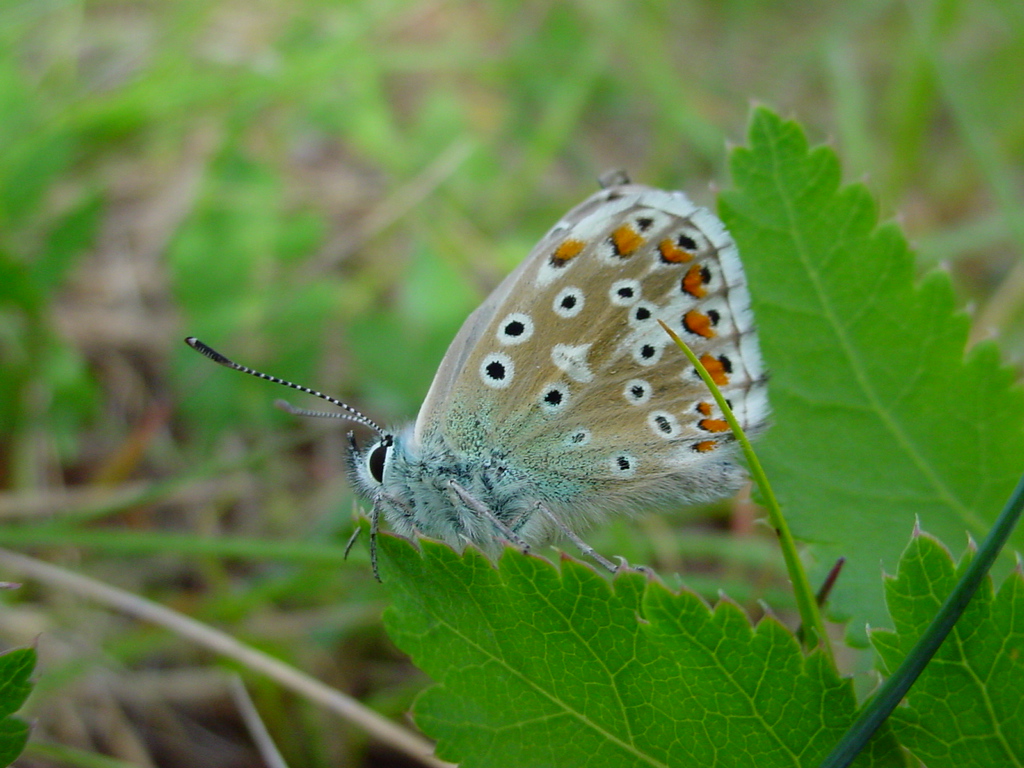 Fonds d'cran Animaux Insectes - Papillons De profil