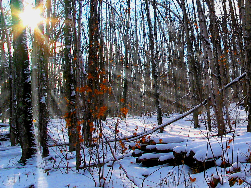 Fonds d'cran Nature Arbres - Forts Corde de Bois