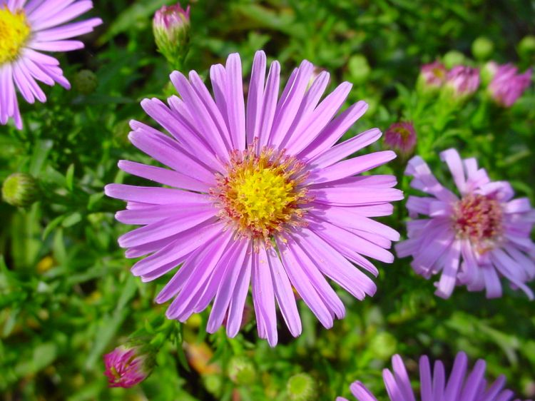 Fonds d'cran Nature Fleurs Fleurs de mon jardin...