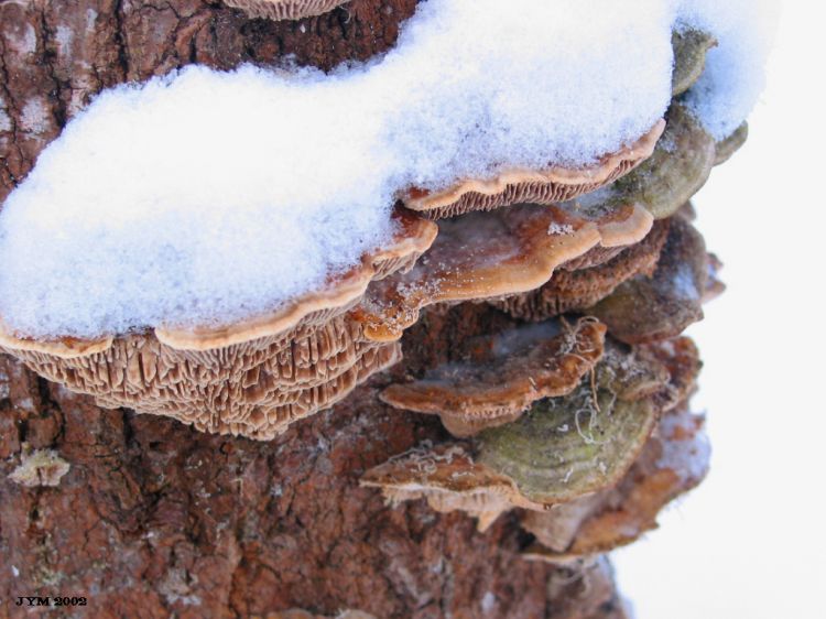 Wallpapers Nature Mushrooms Neige sur Champignon