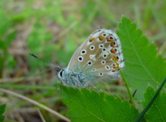 Fonds d'cran Animaux De profil