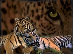 Wallpapers Animals tigres au repos