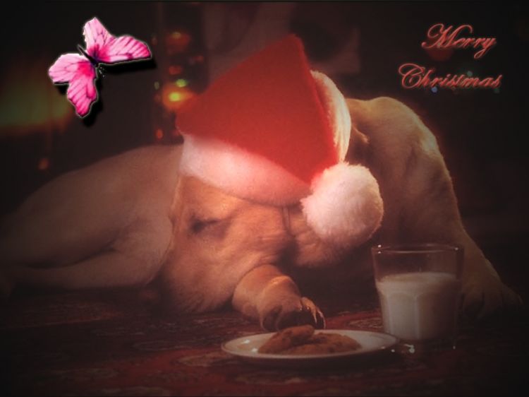 Fonds d'cran Animaux Chiens Merry Christmas