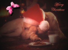 Wallpapers Animals Merry Christmas