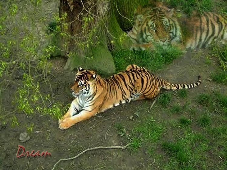 Wallpapers Animals Felines - Tigers Dream