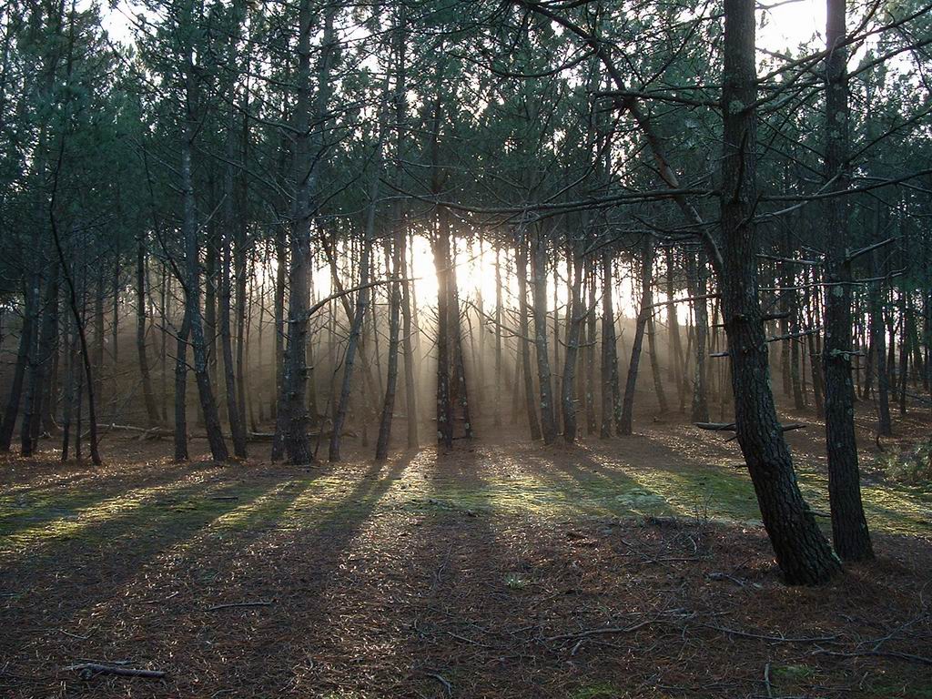 Fonds d'cran Nature Arbres - Forts Foret de gironde