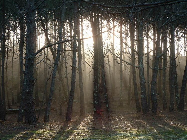 Fonds d'cran Nature Arbres - Forts Foret de gironde