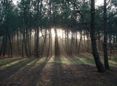 Fonds d'cran Nature Foret de gironde