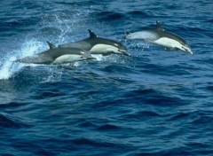 Wallpapers Animals Dauphins