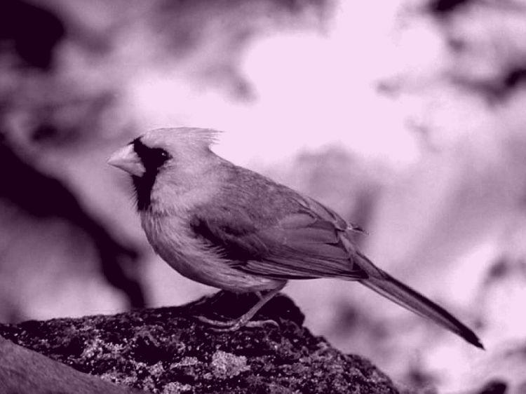 Fonds d'cran Animaux Oiseaux - Divers Oiseaux (c un oiseau hein?)