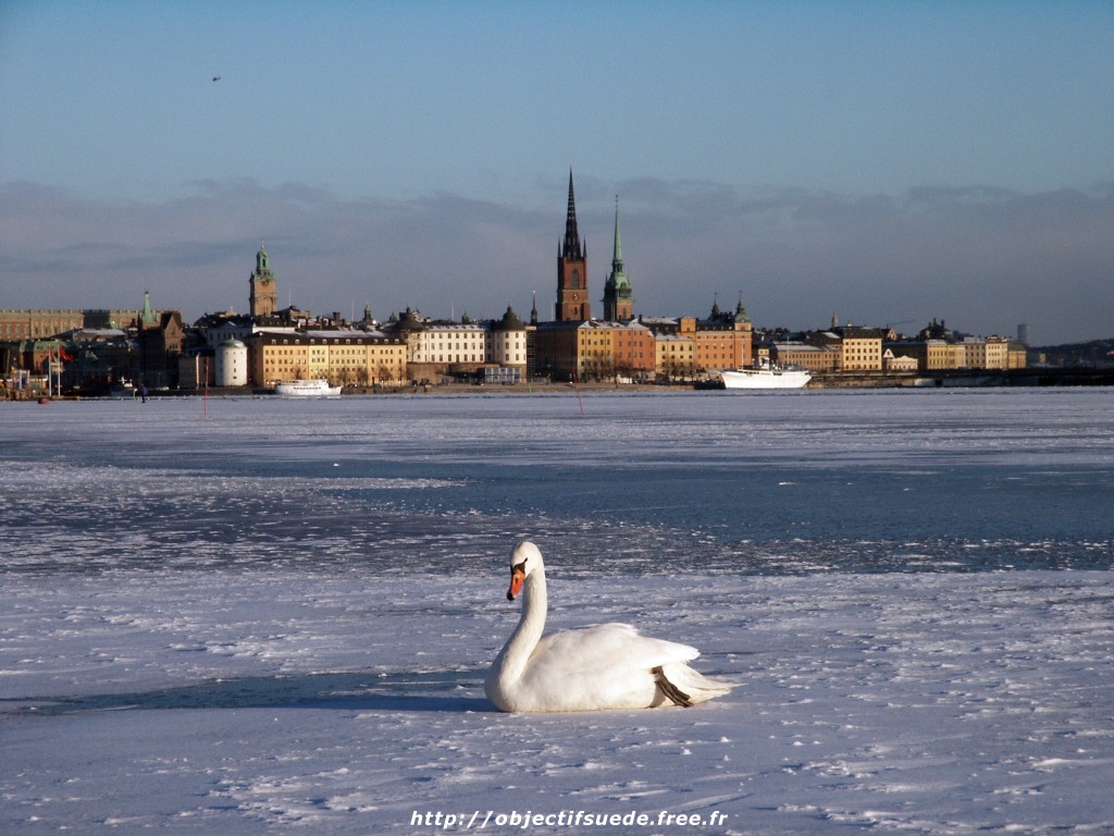 Wallpapers Trips : Europ Sweden Cygne