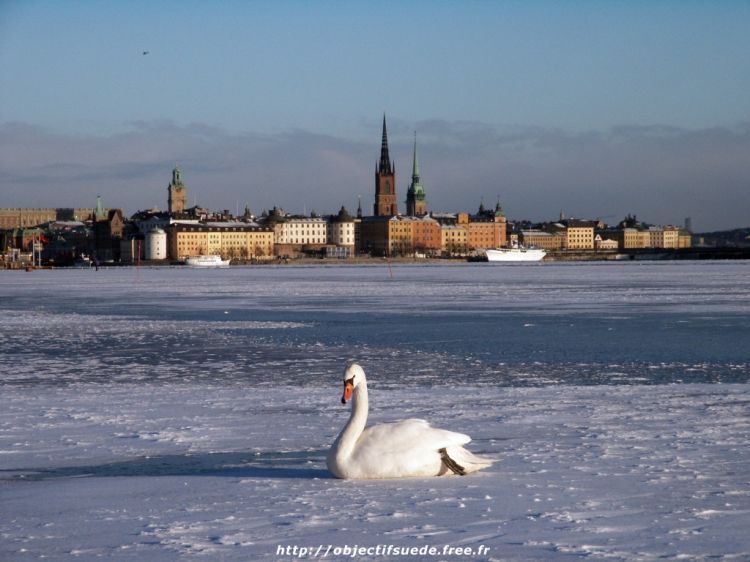 Wallpapers Trips : Europ Sweden Cygne