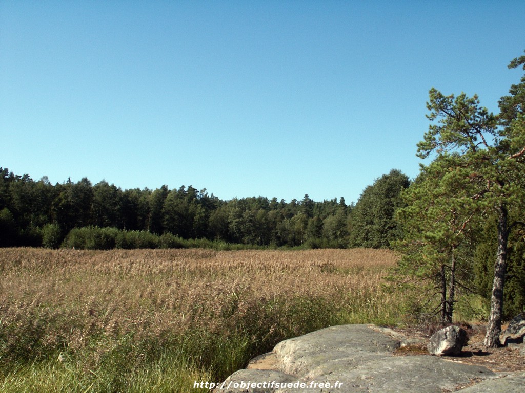 Wallpapers Nature Campaign Roseaux