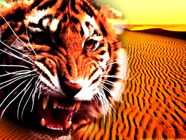 Wallpapers Animals Felines - Tigers Tigre du dsert