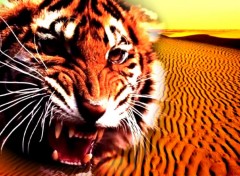 Wallpapers Animals Tigre du dsert