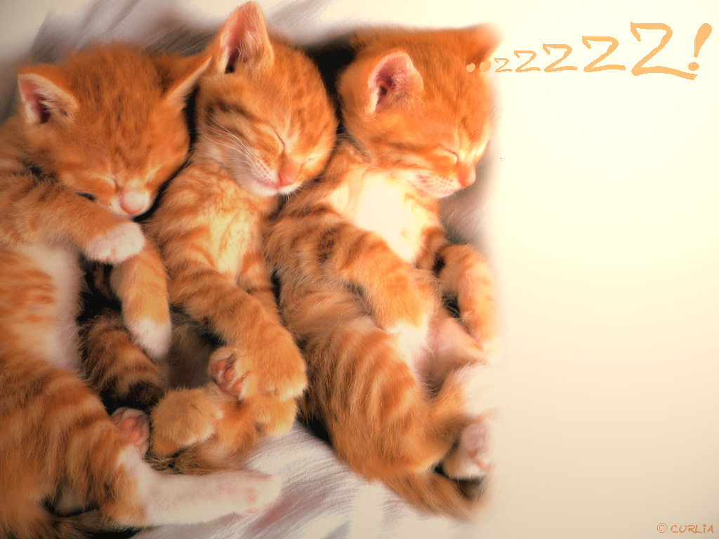 Wallpapers Animals Cats - Kittens ..zZ!