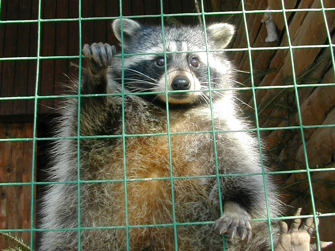 Wallpapers Animals Raccoons Raton