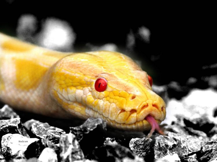 Fonds d'cran Animaux Serpents Wallpaper N9351