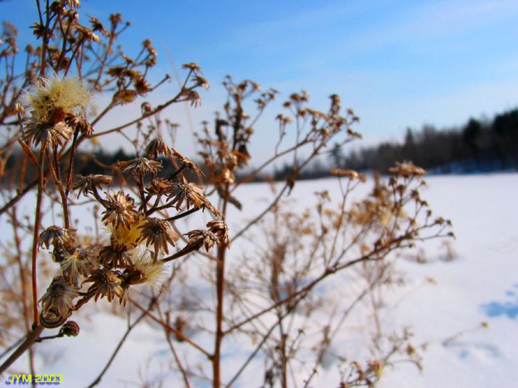 Fonds d'cran Nature Fleurs Fleur d'hiver