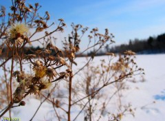 Wallpapers Nature Fleur d'hiver