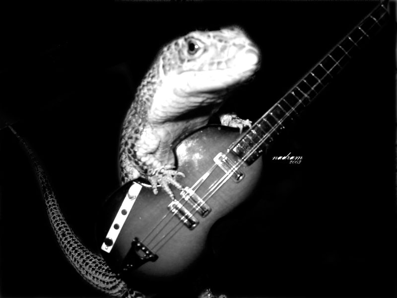 Fonds d'cran Animaux Lzards - Iguanes Rock'n'Lazarus2