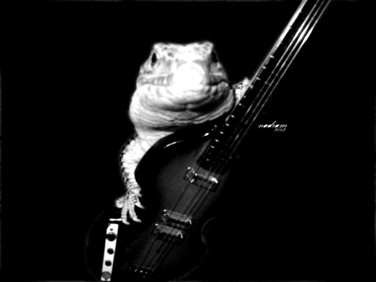 Wallpapers Animals Lizards - Iguanas Rock'n'Lazarus3