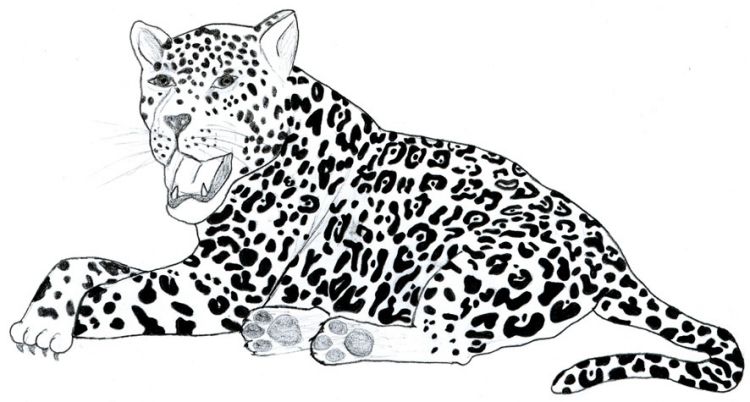 Wallpapers Art - Pencil Animals - Felines Jaguar