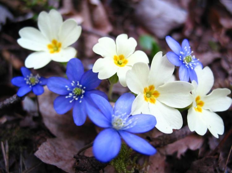 Fonds d'cran Nature Fleurs Fleur2