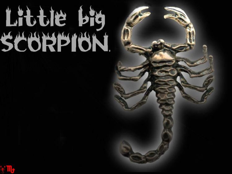 Fonds d'cran Animaux Scorpions little big scorp