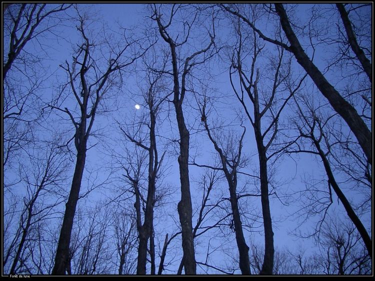 Wallpapers Nature Trees - Forests Fort de Lune