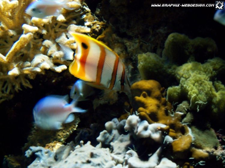 Wallpapers Animals Sealife - Fishes Poisson clown