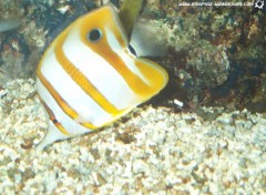 Fonds d'cran Animaux Poisson clown