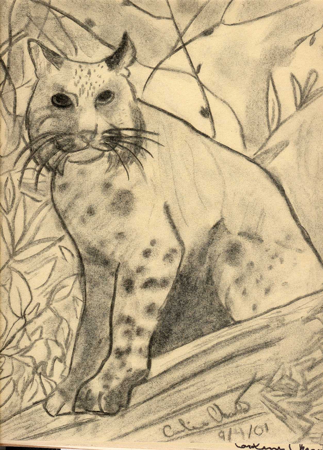 Fonds d'cran Art - Crayon Animaux - Divers Lynx