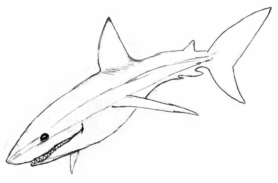 Fonds d'cran Art - Crayon Animaux - Mammifres aquatiques Requin