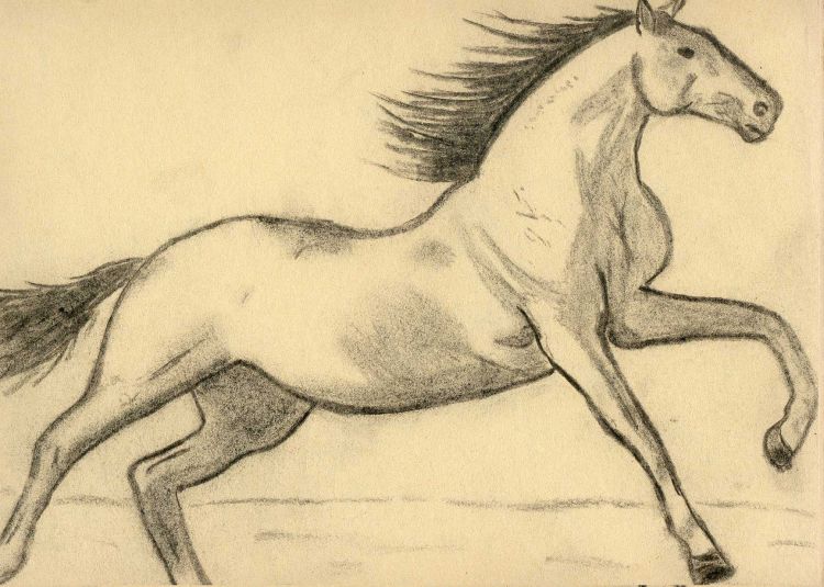 Fonds d'cran Art - Crayon Animaux - Chevaux Un cheval au galo