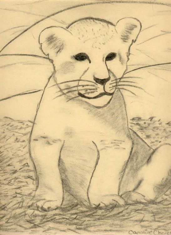 Wallpapers Art - Pencil Animals - Felines lionceau