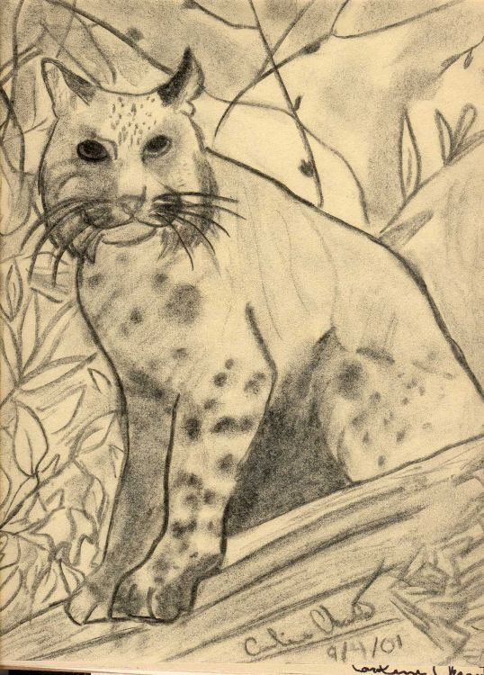 Fonds d'cran Art - Crayon Animaux - Divers Lynx