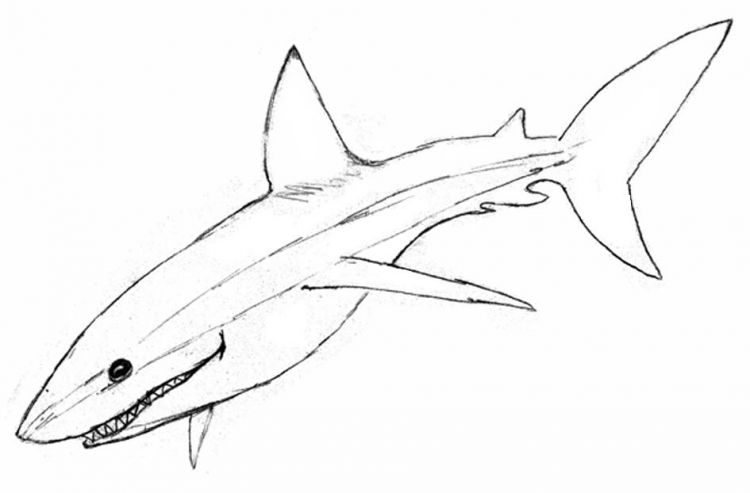 Fonds d'cran Art - Crayon Animaux - Mammifres aquatiques Requin